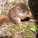 American Red Squirrel