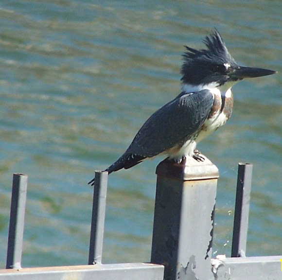 Spotting Image 1