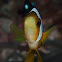 False Anemonefish