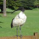 Australian White Ibis 