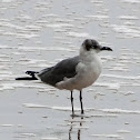 Laughing Gull (basic plumage)