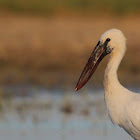 Asian Openbill Stork