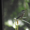 calliope hummingbird
