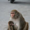 Rhesus macaque