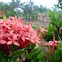Ixora