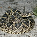 Eastern Diamondback Rattlesnake