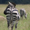 Plains zebra
