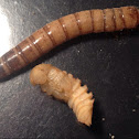 Super worm