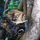 Pale Owl Butterfly
