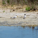 Little terns