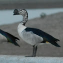 Knob Billed Duck