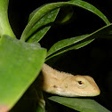 Wood Lizard