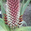 Aloe