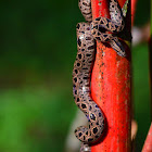 Bromeliad Boa