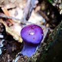Blueberry Ice Cream Mushroom