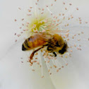 honey bee
