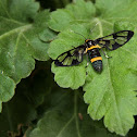 Asian Handmaiden Moth