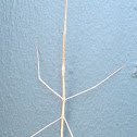 Stick Insect