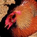 Sri Lanka Jungle Fowl