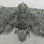 Common Eupithecia Moth