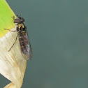 New Zealand Hover Fly