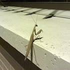 Mantis Religiosa