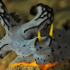 Nudibranch