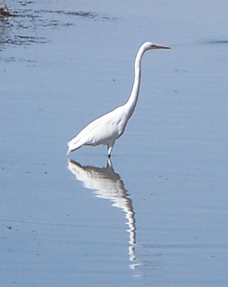 Spotting Image 1