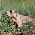 White-tailed Prairie Dog