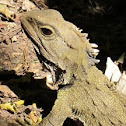 Tuatara (Sphenodon)