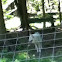 Gray wolf