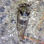 Cicada