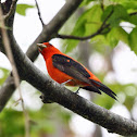 Scarlet Tanager