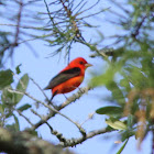 Scarlet Tanager
