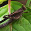 Brown Grasshopper