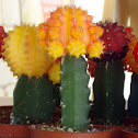Chin Cactus