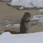 Red Squirrel
