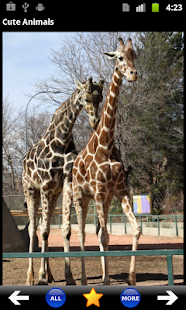 How to install Cute Animals 1.01 apk for pc