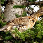 ruffed grouse