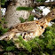 ruffed grouse
