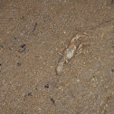 Mud Lobster