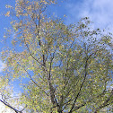 Birch