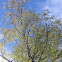 Birch
