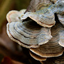 Turkey Tail mushroom
