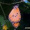 Plain Tiger Butterfly