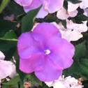 Impatiens