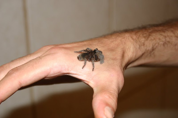 Spotting Image 1