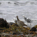 Whimbrel