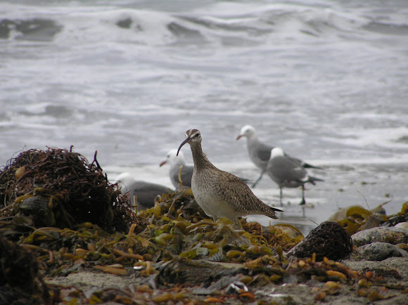 Spotting Image 1