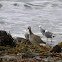 Whimbrel
